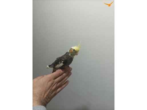 45 Günlük yavru sultan papağanı ısırma Yok eğitmelik 