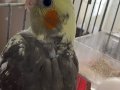 2 aylık sultan papağanı