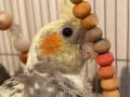 3 aylık sultan papağan yavrular
