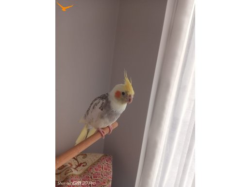 1 Yaşina Girmek üzere Sultan Papağanı 