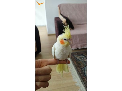 6 aylık erkek sultan papağanı