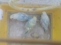 Muhabbet kuşu rainbow jumbo yavru sıfır tekli kafes