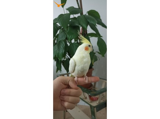 Lutino erkek sultan papağanı 