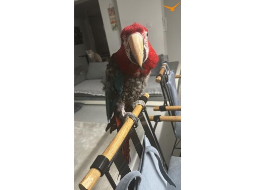  Kırmızı macaw 