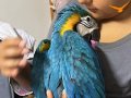 Yavru evcil macaw