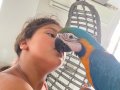  Evcil macaw 