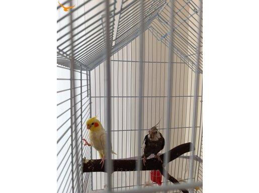  Dişi ve erkek Sultan papağanı 