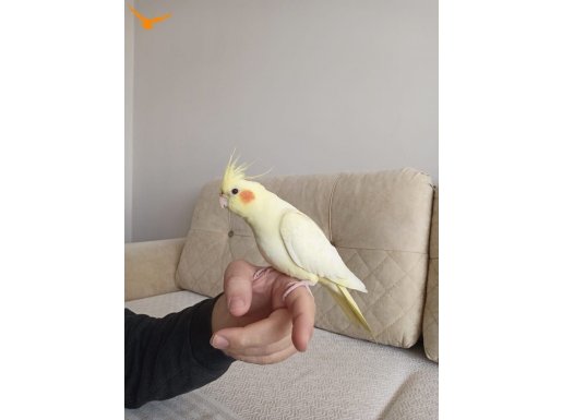 6 aylık sultan papağanı