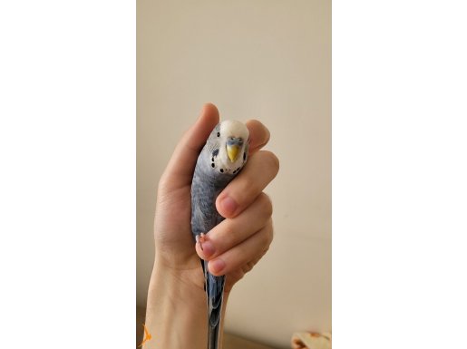 Mavi-gri Muhabbet Kuşu