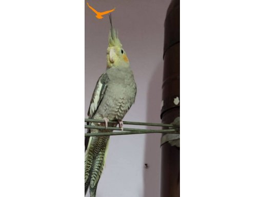3 aylık dişi sultan papağanı