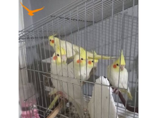 Satılık Lutino sultan papağanı 45 günlük ele alışkın 2 Erkek