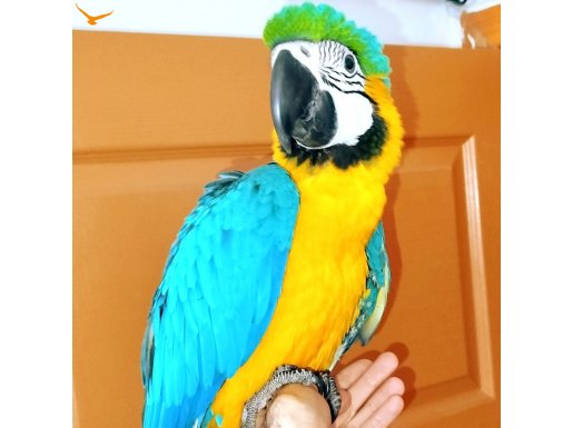 Ful evcil macaw