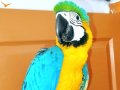 Ful evcil macaw