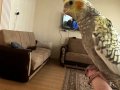 4 aylık erkek sultan papağanı 