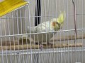 Sultan papağanı Kafesi- Yem ve Vitamini ile birlikte 