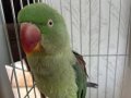 Yeşil alexander iskender papağan