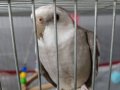 WF erkek kızgın sultan papağanı 1 yaşında