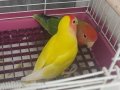 Çift Sevda Cennet Papağanı 
