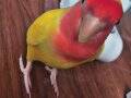Mango renkli sevda papağanı 