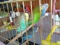 Sağlıklı üretim kuşları 