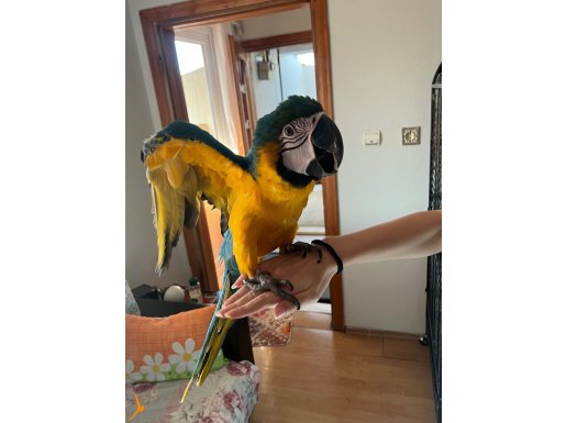 Macaw Papağanı eğitimli