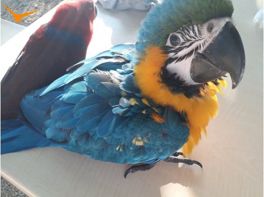 MACAW İSTEYENLER SADECE ELDEN TESLİM