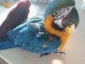 MACAW İSTEYENLER SADECE ELDEN TESLİM