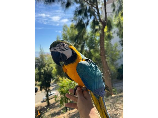 MACAW PAPAĞANI sarı mavi. Yavrusu