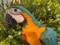 MÜKEMMEL GÖRÜNTÜ YAVRU ARA MACAW