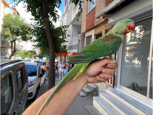 SAĞLIKLI EVCİL ERKEK ALEXANDER PAPAĞANI