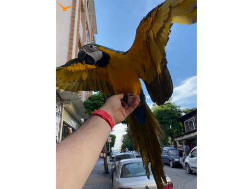 Evcil Macaw papağanı