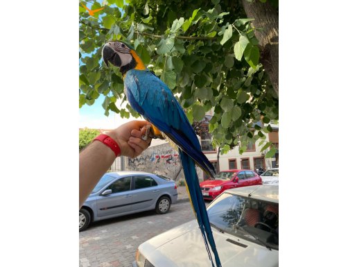 EĞİTİMLİ UYSAL SAĞLIKLI MACAW 