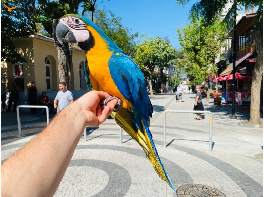 100 GÜNLÜK YAVRU SARI LACİVERT MACAW