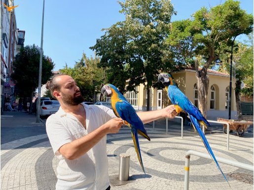 UYSAL EVCİL MACAW PAPAĞANLARIM