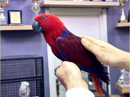 KIRMIZI 6 AYLIK EĞİTİMLİ ECLECTUS PAPAĞANI