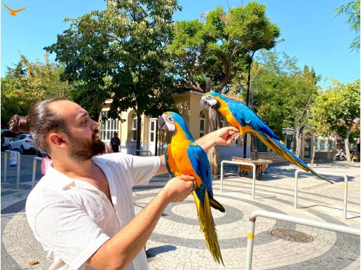 MACAW EĞİTİMLİ KONUŞAN ÜST DÜZEY PAPAĞANIMIZ