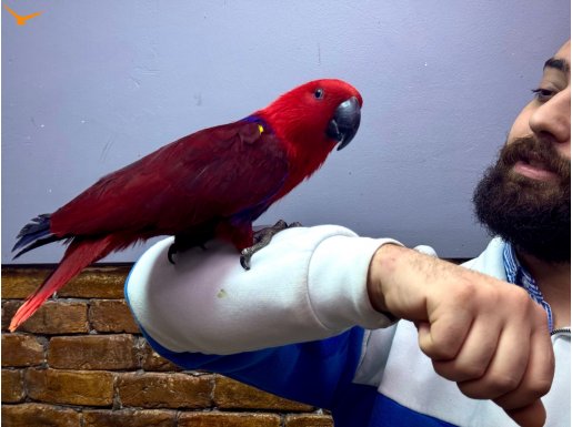 Full eğitimli kırmızı Eclectus papağanımız