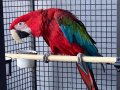 EĞİTİMLİ UYSAL KIRMIZI ARA MACAW