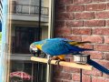 Macaw papağanı Eğitimli konuşan