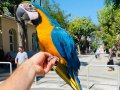 100 GÜNLÜK YAVRU SARI LACİVERT MACAW