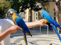 UYSAL EVCİL MACAW PAPAĞANLARIM